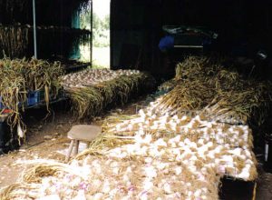 Garlic shed.