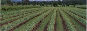 Organic garlic crop